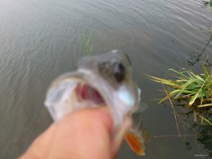 DSC_0111.JPG