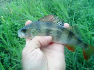 IMG_20180606_053243_928[1].jpg