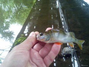 IMG_20180606_071805_297[1].jpg