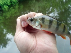 IMG_20180606_093450_741[1].jpg