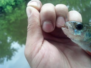 IMG_20180606_093456_432[1].jpg