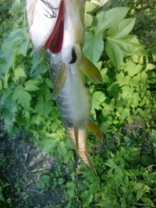 IMG_20180608_174933.jpg
