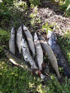 20180610_180117.jpg