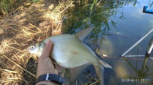 IMG_20180611_082156.jpg