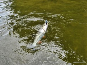 IMG_3418.JPG
