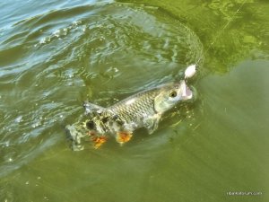 IMG_3431.JPG