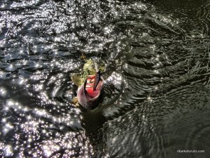 IMG_3445.JPG