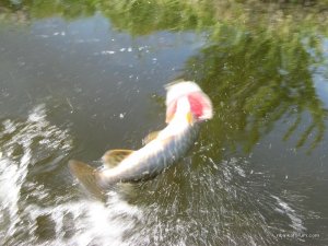 IMG_3448.JPG