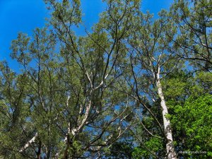 IMG_3476.JPG