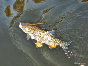 IMG_3481.JPG