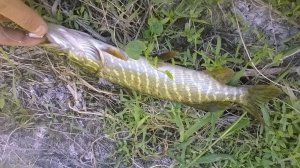 WP_20180611_07_31_29_Pro.jpg