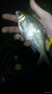 WP_20180611_02_04_57_Pro.jpg