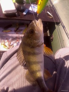 IMG_20180614_094822[1].jpg