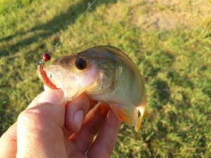 20180614_191204.jpg