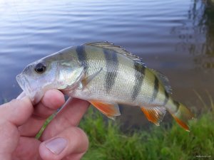 20180614_063659.jpg