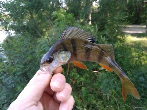 IMG_20180616_074103.jpg