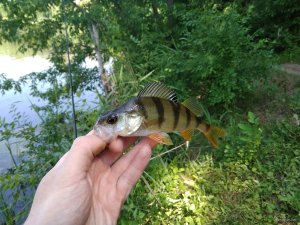 IMG_20180616_102433.jpg