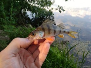 IMG_20180616_070030.jpg