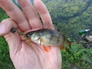 IMG_20180616_073154.jpg