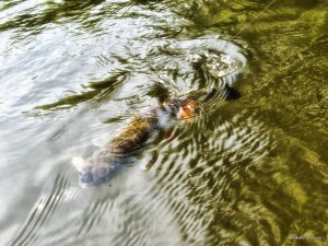 IMG_3489.JPG