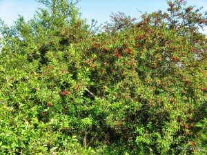 IMG_3503.JPG