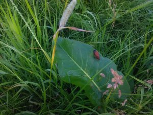 IMG_20180616_053736.jpg