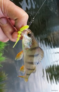 20180619_201308.jpg