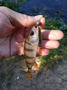 IMG_20180622_101113.jpg