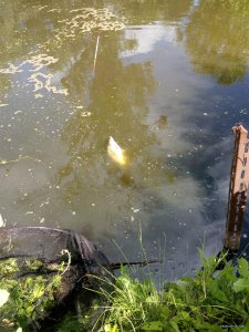 IMG_20180624_154939.jpg
