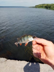 IMG_20180627_094345.jpg