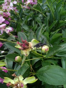 IMG_20180609_173749.jpg