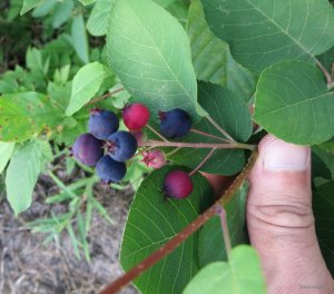 IMG_13781.jpg