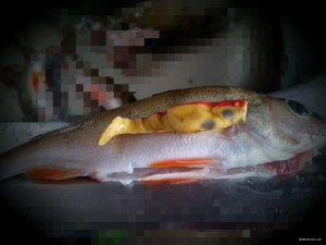 IMG_20180707_125142.jpg
