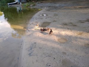 IMG_20180707_063237.jpg