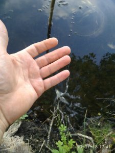 IMG_20180710_174124.jpg