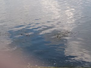 IMG_20180714_114512.jpg