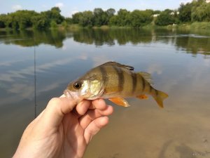 IMG_20180716_084204.jpg
