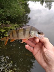 IMG_20180716_104638.jpg
