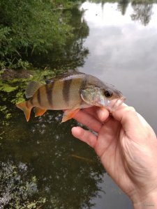 IMG_20180716_104634.jpg