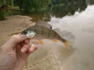 IMG_20180716_100355.jpg