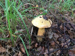 IMG_2541.JPG