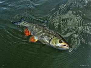 IMG_3640.JPG