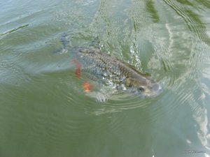 IMG_3643.JPG