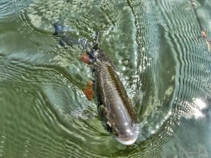 IMG_3646.JPG