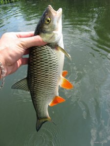 IMG_3647.JPG