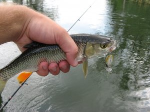IMG_3657.JPG