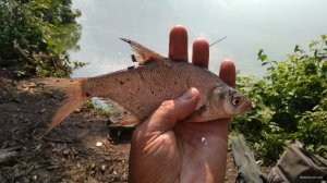 IMG_20180724_152916.jpg
