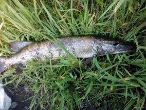 IMG_20180723_072159.jpg