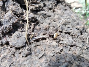 IMG_20180726_111334.jpg
