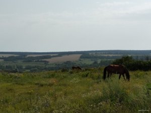 IMG_20180726_084844.jpg